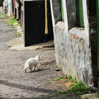 Белая. Или белый? :: Юрий Гайворонскiий Белая. Или белый? :: Юрий Гайворонскiий