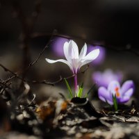 Последний день марта :: Игорь Шевченко