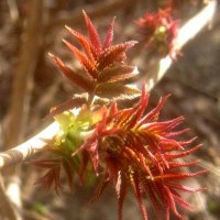 Первые :: Елена Семигина