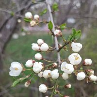 Алыча цветëт весна уже :: Вячеслав Коломойцев Алыча цветëт весна уже :: Вячеслав Коломойцев