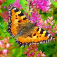 ... :: Наталья 