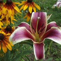 Лилия :: Freddy 97