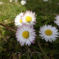 Первоцветы...маргаритки... :: Галина Первоцветы...маргаритки... :: Галина