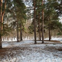 Весенний пейзаж в сосновом бору :: Александр Синдерёв