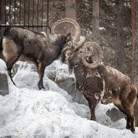 *** :: Елена Черненко