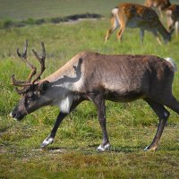 Козочки отвернулись и боевой,гордый олень загрустил :: Николай Соколухин
