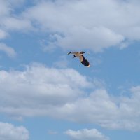 Чибис. :: Анатолий. Chesnavik.