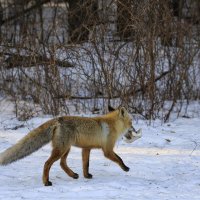 Лисице как-то Бог послал кусочек сала :: Валерий 