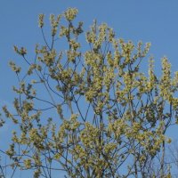 Зеленеют деревья весной :: Дмитрий Никитин