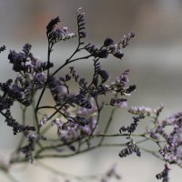 ... :: Ирина Лесиканич