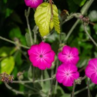 О цветах... :: Николай Гирш