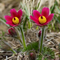 Прострел (сон трава) :: Светлана Григорьева Прострел (сон трава) :: Светлана Григорьева