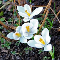 Весна идёт! :: Светлана 