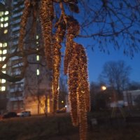 Осина :: Сапсан 