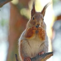 в тени ... :: Andrey Bragin 