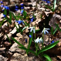 каприз природы... :: Александр Герасенков