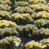 Крокусы в Зарядье :: Ольга 