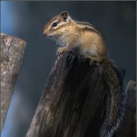 БУРУНДУЧОК ... :: Владимир Железнов БУРУНДУЧОК ... :: Владимир Железнов