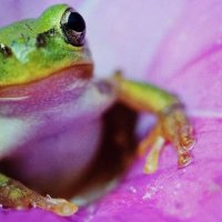 Цветочный пестик ! :: Валерий Кокорев