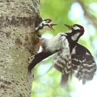 Я голодный - посудите сами... :: Михаил Белоусов Я голодный - посудите сами... :: Михаил Белоусов