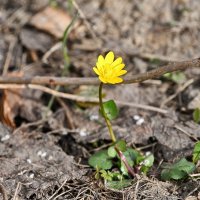 Чистяк весенний :: Валерий Иванович