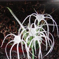 Гименокаллис цветёт :: Людмила Смородинская