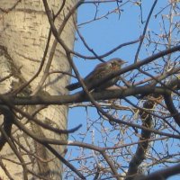 Дрозд на ветке :: Дмитрий Никитин