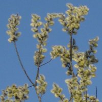 Зеленеют деревья весной :: Дмитрий Никитин