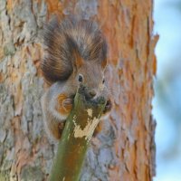 ...спряталась... :: Andrey Bragin 