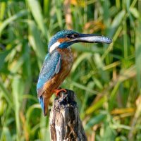 Зимородок на рыбалке :: Владислав Иопек