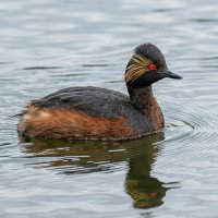 Черношейная поганка :: Владислав Иопек Черношейная поганка :: Владислав Иопек