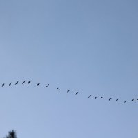 Прилетели. :: Александр Кондаков