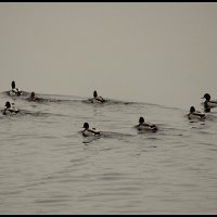 *** :: Aleksandr Gal *** :: Aleksandr Gal