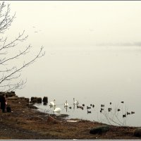 *** :: Aleksandr Gal