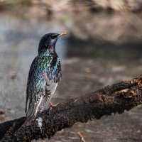 Весна. Скворцы прилетели. :: Владимир Безбородов Весна. Скворцы прилетели. :: Владимир Безбородов