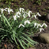 Подснежники :: Рита Симонова