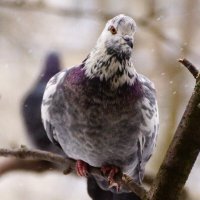 !!!! :: kolyeretka !!!! :: kolyeretka