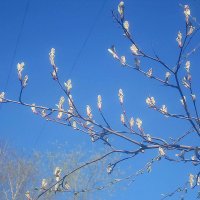 Весеннее небо :: Елена Семигина Весеннее небо :: Елена Семигина