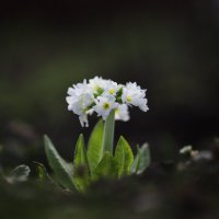 Примула :: Игорь Шевченко