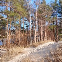 Река, сосны и белый песок... :: Лия ☼ Река, сосны и белый песок... :: Лия ☼