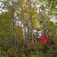 В осеннем лесу :: Мишель71 В осеннем лесу :: Мишель71