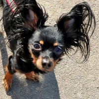 Портрет ушастика :: Светлана 