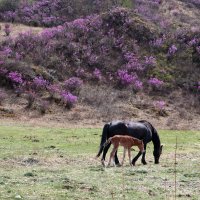 Когда цветёт маральник... :: владимир 
