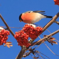 В ясный морозный день :: Галина Козлова 