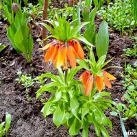 Весна на ростовских улицах :: Нина Бутко