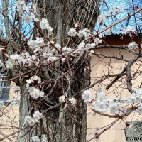 Весна на ростовских улицах :: Нина Бутко