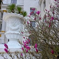 МАГНОЛИЯ :: Tata Wolf МАГНОЛИЯ :: Tata Wolf