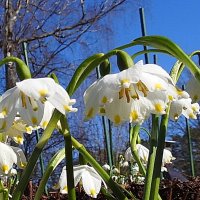 весна :: ИННА ПОРОХОВА