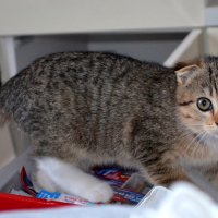 Котейка :: Savayr 