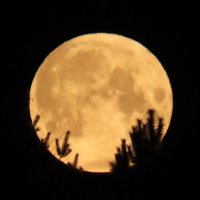 Обещали малиновую луну,но была такая сегодня с 5.10 до 5.50 мин. :: Ольга Митрофанова